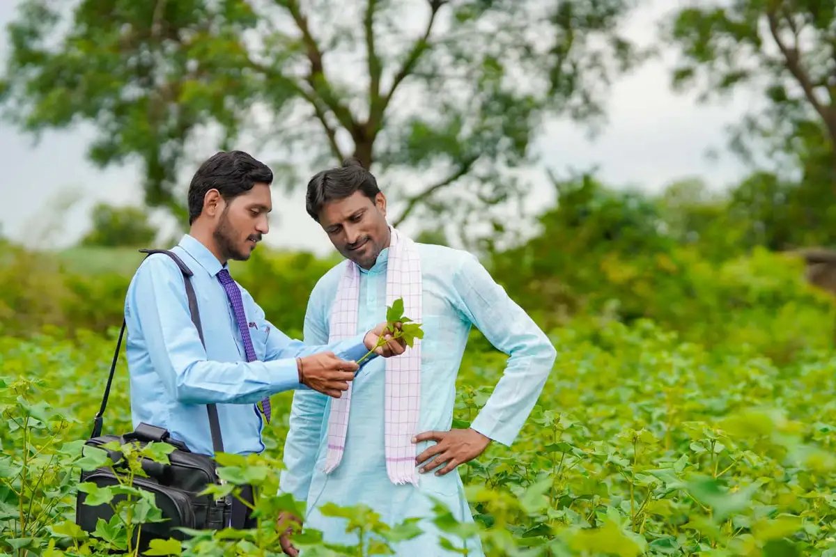 Agriculture experts inspecting healthy crops in a field to demonstrate precision farming, crop advisory, and modern farm management.