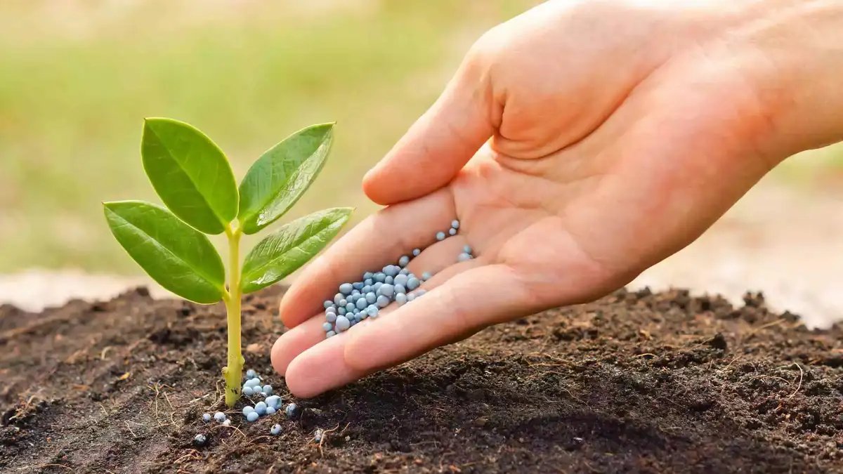 Hand applying organic fertilizer to a young plant, promoting natural crop nutrition and sustainable organic farming practices.